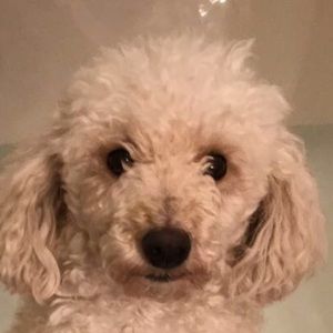 Meet your Posher, Cricket